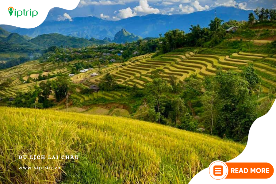 canh-dong-lua-lai-chau