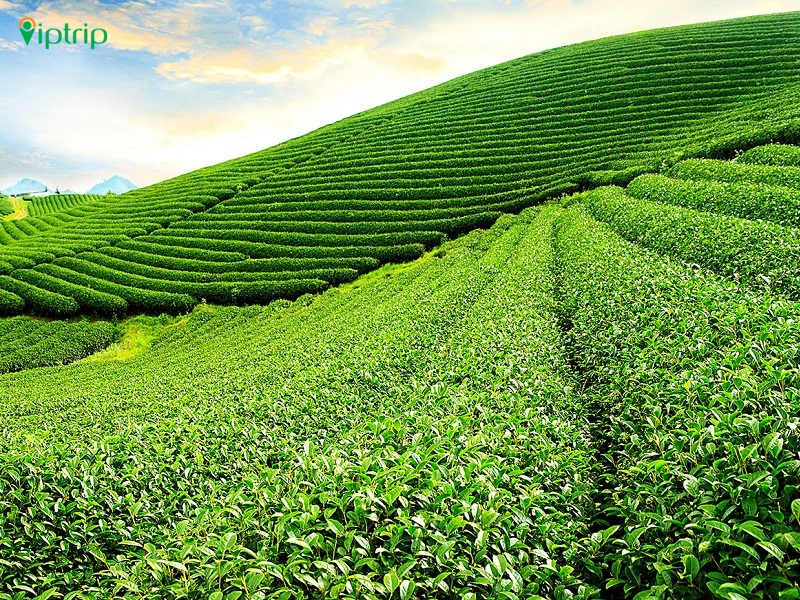 com-bo-du-lich-moc-chau-doi-che