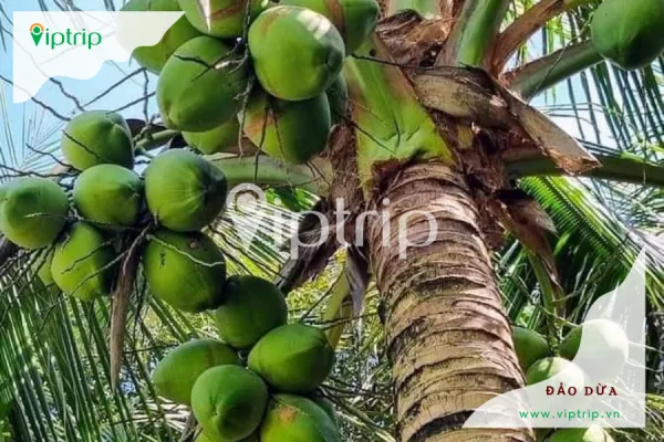 Đảo Dừa Thung Nai