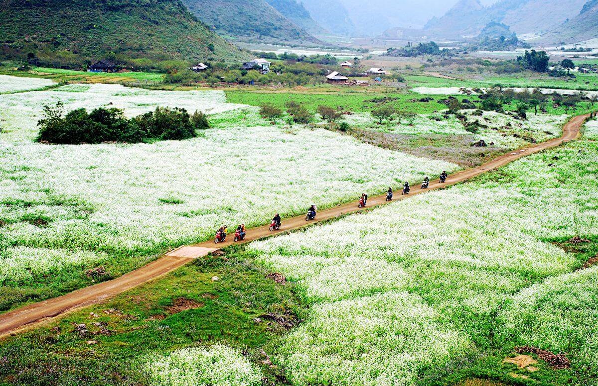 dong-hoa-cai-moc-chau