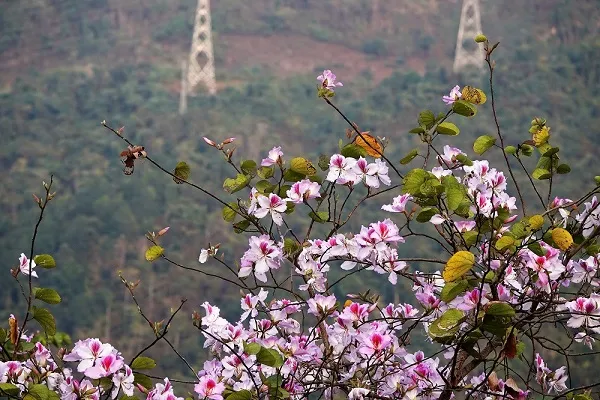 Du lịch Tây Bắc ngắm mùa hoa ban trắng ở đâu?