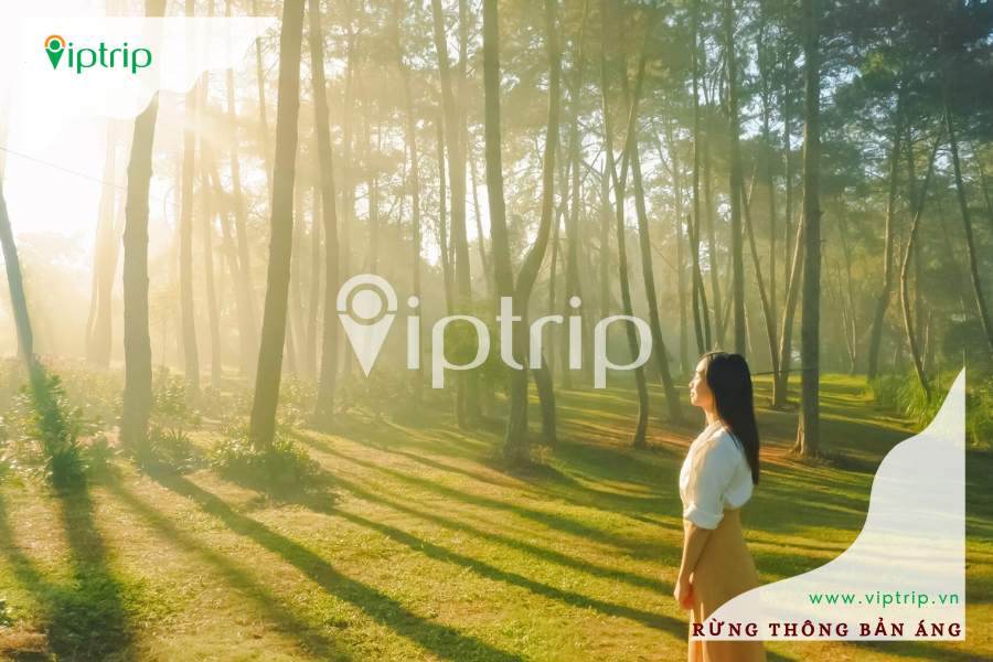 rung-thong-ban-ang-moc-chau-viptrip