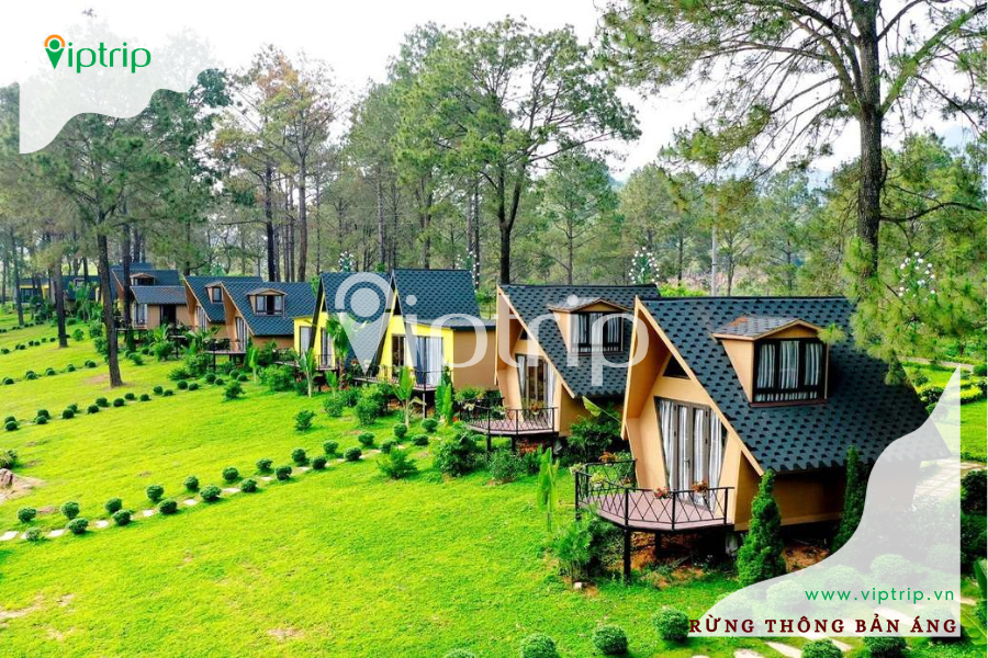 rung-thong-ban-ang-viptrip-moc-chau