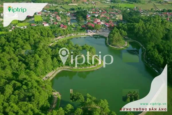 Rừng Thông Bản Áng Mộc Châu