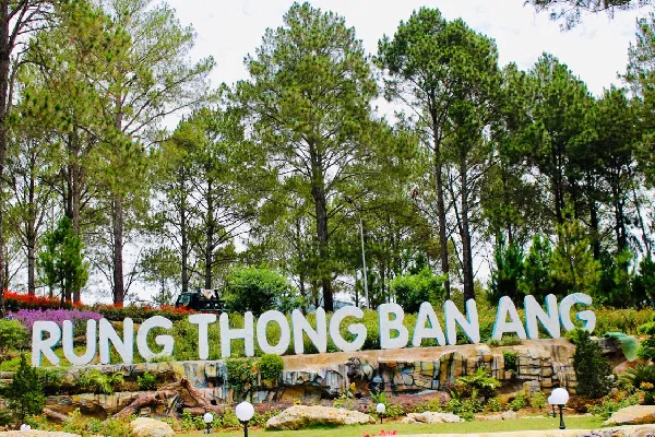 Rừng thông Bản Áng - Mộc Châu