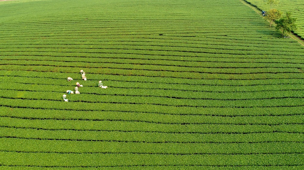 thu-hoach-che-mo-moc-chau2