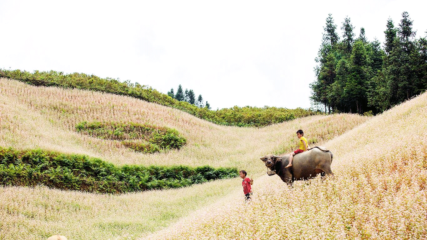 simacai-hoang-su-phi