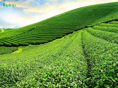 Tour học sinh đi Mộc Châu 2 ngày 1 đêm