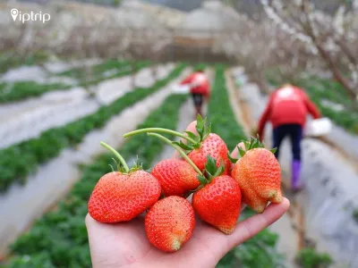 Tour học sinh đi Mộc Châu 2 ngày 1 đêm