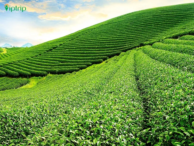 Tour học sinh đi Mộc Châu 2 ngày 1 đêm